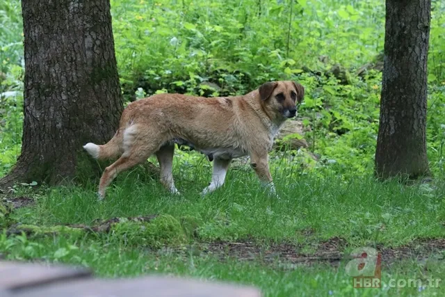 Ekşi Sözlük skandalı bitmek bilmiyor! 'Bir çocuğu mu kurtarırsınız yoksa bir köpeği mi?' sorusuna mide bulandıran cevaplar 5