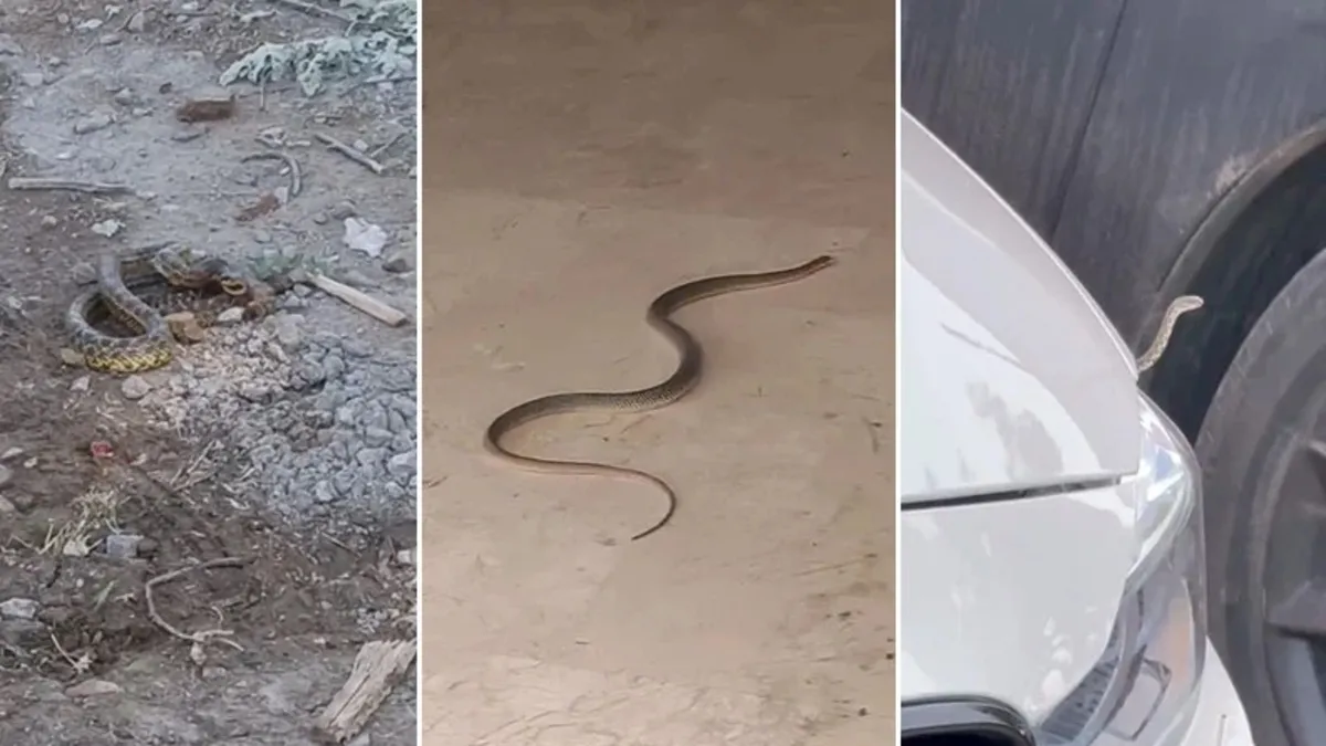 Aracın motoruna giren yılanı çıkarmak için ateş yaktı