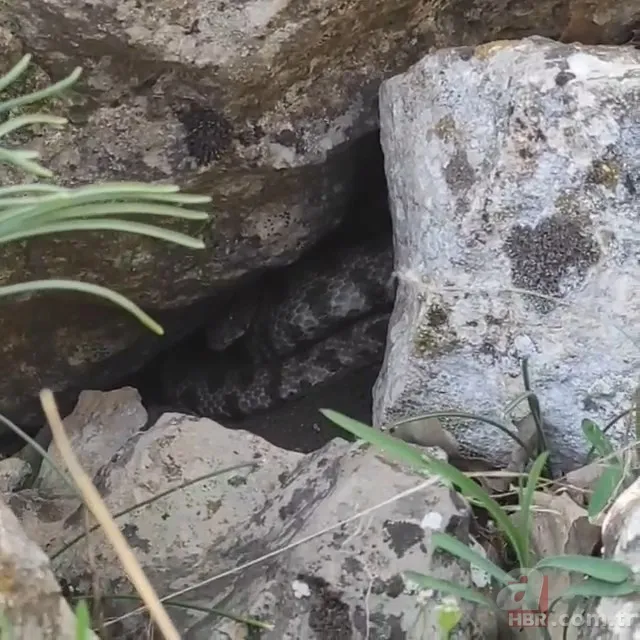 Görüntüler Türkiye'den... Diyarbakır'da 2 metrelik yılanların dansı kamerada 7
