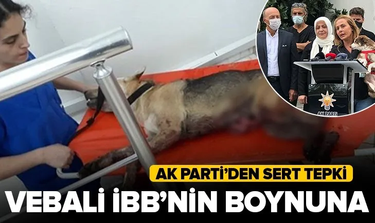 AK Parti’den CHP’li İBB’ye sert tepki! Ölen köpeğin vebali...