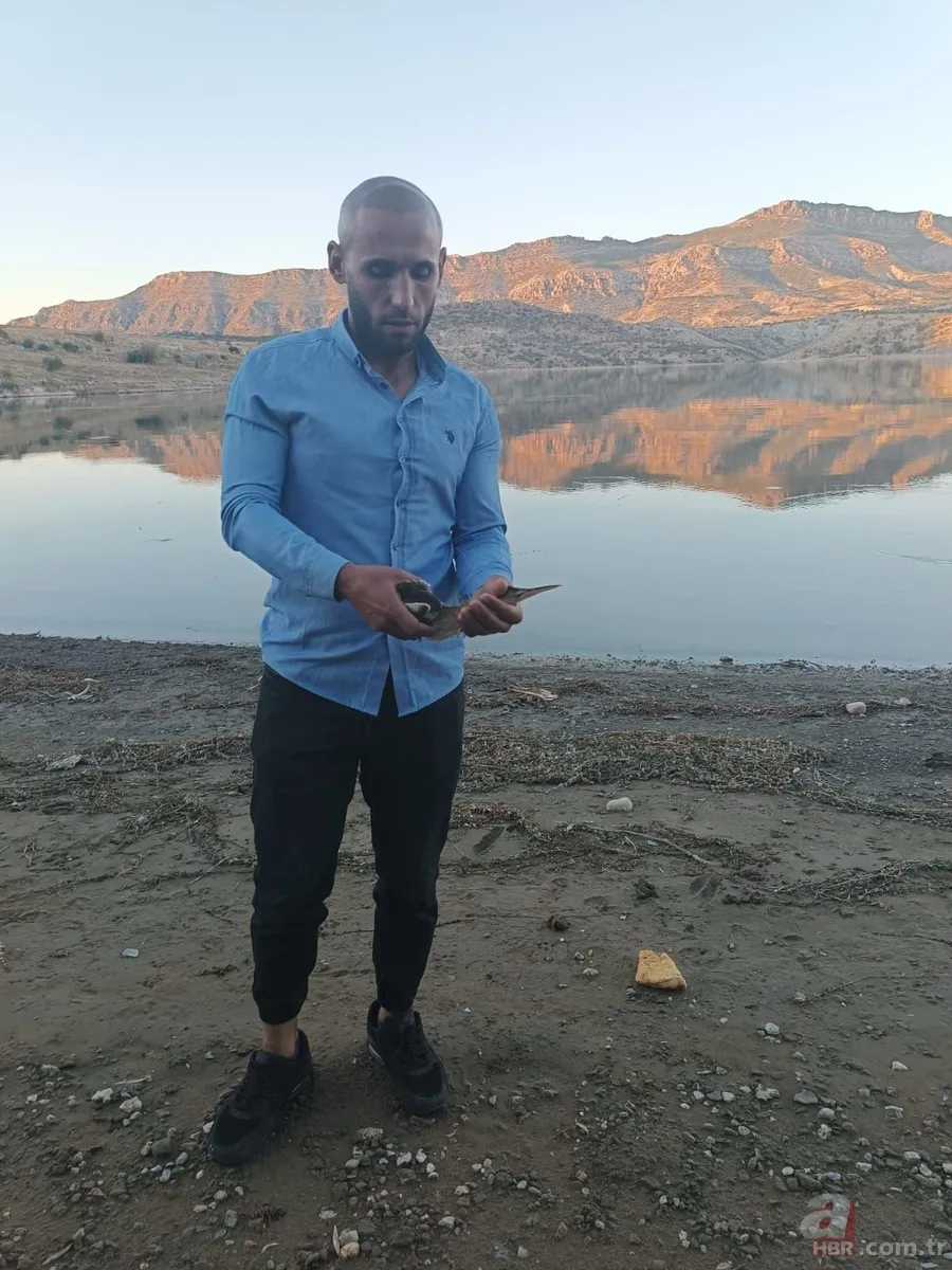 Kamufle olup ölü taklidi yaptı! Diyarbakır'da nesli tükenmekte olan hayvan köylüler tarafından fark edildi 3