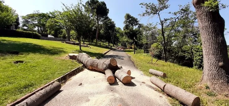 İBB Emirgan’daki ağaçları katletti! ’İzin aldık’ yalanı da tutmadı