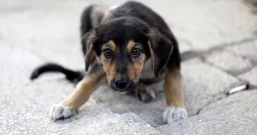 Köpeği faraşa koyarak dereye atan işçi konuştu