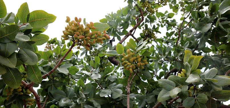 Antep fıstığında Cumhuriyet tarihinin rekolte rekoru kırılacak