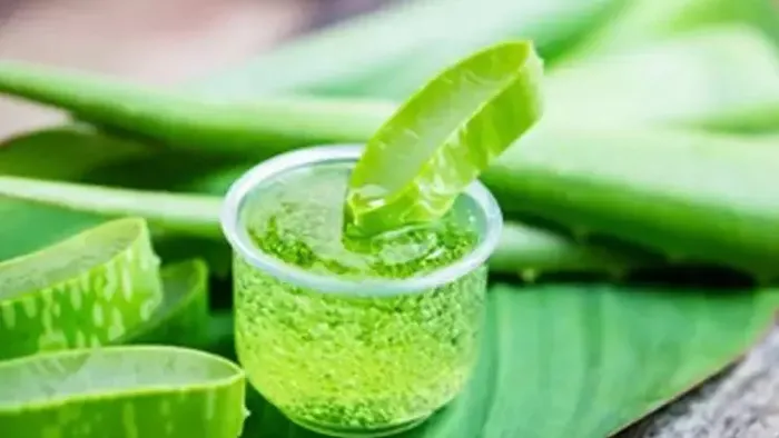 1714818928598.jpeg Cilt bakımında mucizeler yaratıyor! Evde aloe vera yetiştirmeniz için 7 neden... - 1