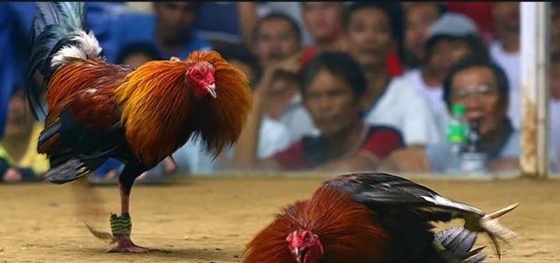 40 bin TL’lik dövüş horozunu böyle çaldılar