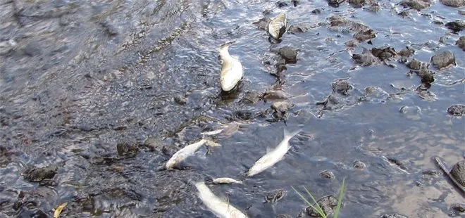 Tokat’ta korkutan balık ölümleri