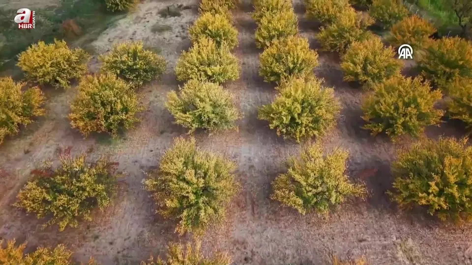Kayısı bahçelerinde sonbahar renkleri hakim oldu