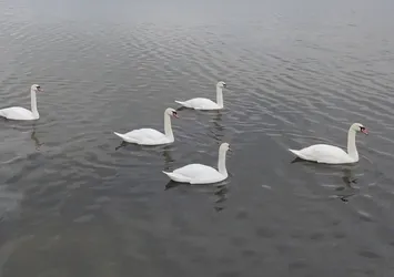 Çanakkale'ye gelen kuğular görüntülendi