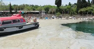 Deniz salyası kabusu! Marmara için kurtarma planı