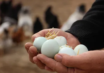 Yeşil yumurta yeni kazanç kapısı
