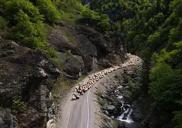 Besicilerin yaylalara göçü devam ediyor!