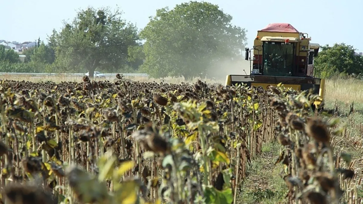 Trakya'da ayçiçeği hasadı!
