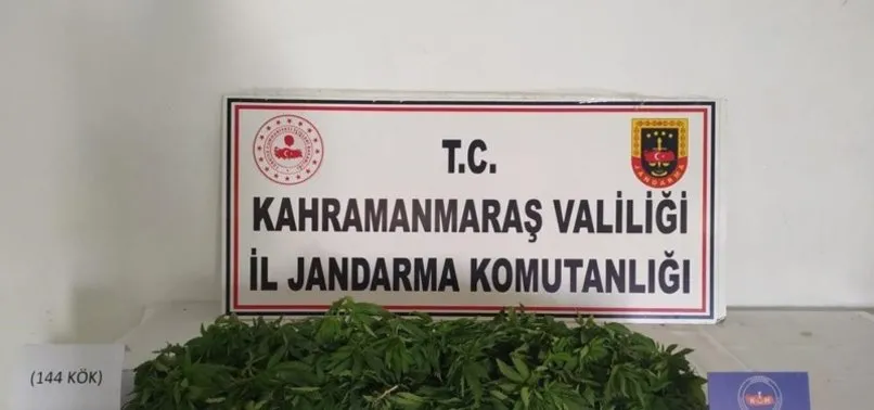 Bahçesini kenevir tarlasına çevirdi! Operasyonla el konuldu