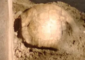 2 bin yıllık mezardan kaplumbağa çıktı