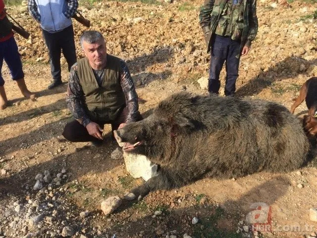 Avcılar gözlerine inanamadı! 350 kiloluk dev domuz