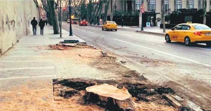 Son dakika: CHP’li İstanbul Büyükşehir Belediyesi’nin çınar katliamına tepkiler çığ gibi: Bu ihanettir