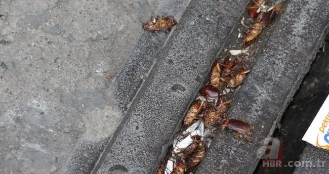 Hamam böceğini korkudan ters döndürecek bitki; Kaçacak delik arayacaklar! Garantili haşere uzaklaştırıcı... 4