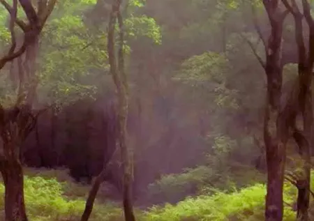 Dedektif Gibi Ara! Ormandaki Geyiği 7 Saniyede Bulabilecek misin?