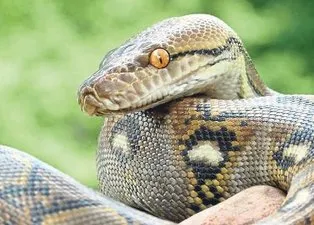 Mahalle muhtarından piton yılanı uyarısı: Çocuklarınıza dikkat edin! En son kirpiyi yerken görüldü