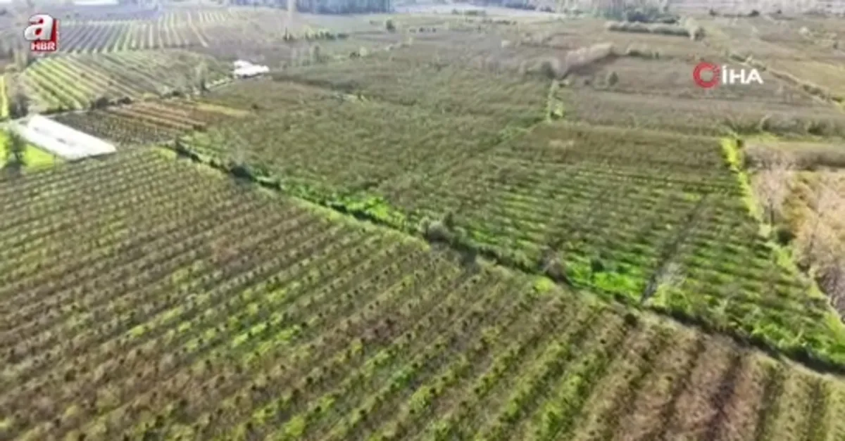 Samsun'u fındık üretiminde zirveye taşıdı