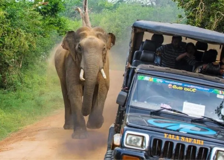 Safaride fil kabusu 🐘 Birden çalıların arasından çıktı ve olanlar oldu