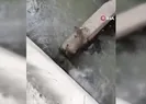 Avladığı balığı yerken görüntülendi