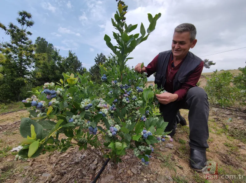 Nadir bulunan meyve türü kısa sürede zengin etti! Kilosunu 100 liradan satıyor 10