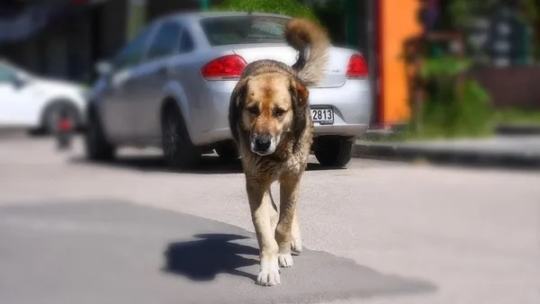 1662090254569.jpeg Başıboş köpekler için hayvan dostu formül! Soruna restoranlar el attı - 1