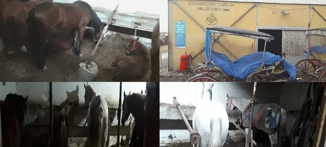 Büyükada'daki karantina ahırları görüntülendi! Atların zayıf düşmüş hali içleri sızlattı - 1