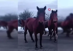 Beypazarı’nda yılkı atları görüntülendi