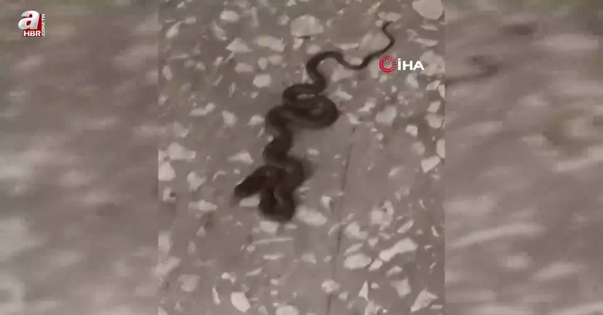 Okul koridorunda yılan paniği