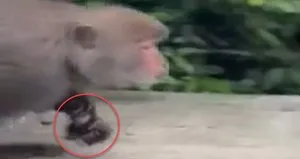 Maymun böyle kaçırdı!