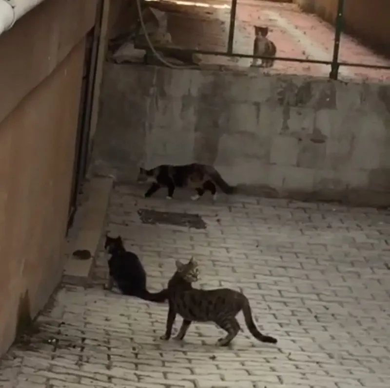 Kediler Hayatlarinin Hatasini Yapti Fare 5 Ine Birden Meydan Okudu