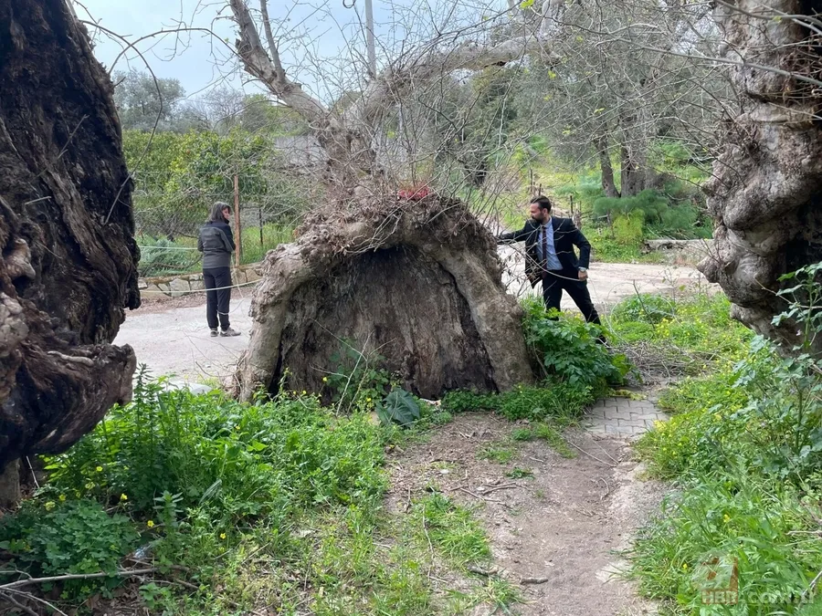 Bodrum'da 2 bin yıllık çınar ağacı bulundu 6