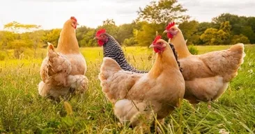 Kanser ilacı yumurtlayan tavuklar yetiştirdiler