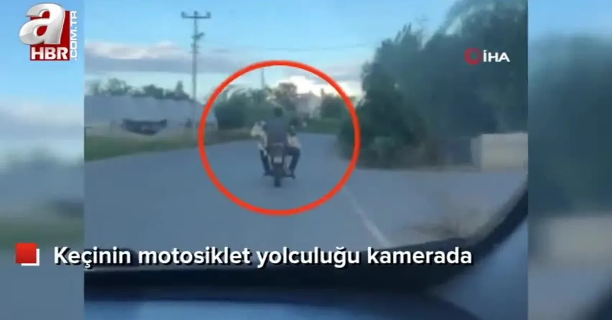 Keçinin motosiklet yolculuğu kamerada