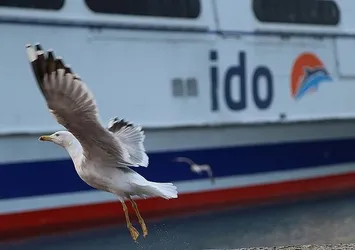İDO ve BUDO'dan sefer iptalleri