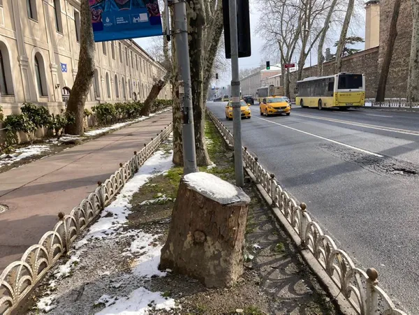 İBB’nin Çırağan Caddesi’ndeki ağaç katliamına tepkiler çığ gibi büyüdü! AK Parti’den sert açıklama: Sessiz mi kalacaksınız!