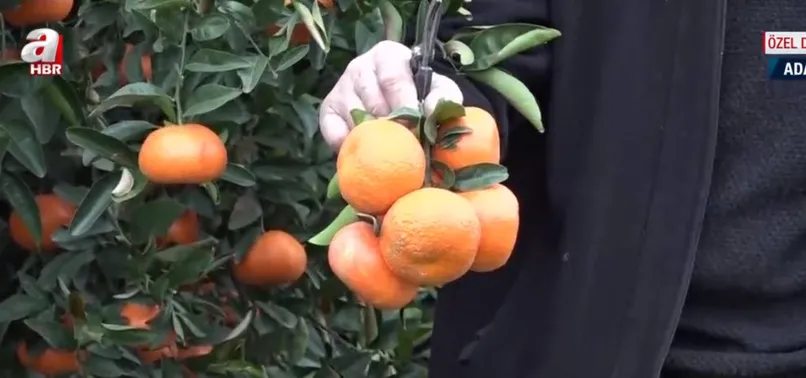 Bahçeden markete fiyat uçurumu! Tarladan tezgaha fiyat oyunu nasıl bozulacak? Uzman isim A Haber'de değerlendirdi: Yüzde bin artmış!