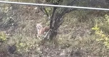 Kurtlar şehir merkezinde! Hemen telefona sarıldılar