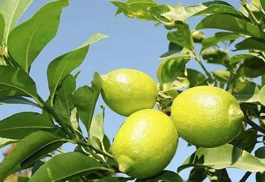 bir-faydasi-daha-bulundu-eger-limonu-boyle-tuketirseniz-1713189775874.jpg Bir faydası daha bulundu! Eğer limonu böyle tüketirseniz... - 1