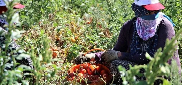Sabah Gazetesi yazarı Dilek Güngör: Bu tavuklar altın mı yumurtluyor - 2