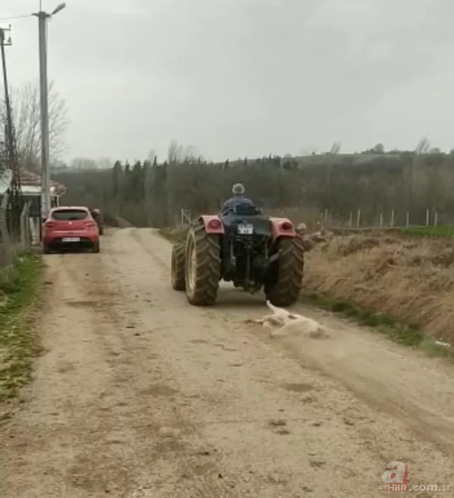 Bursa'da hamile köpeği tüfekle öldürdükten sonra sürükleyen cani serbest bırakıldı 6
