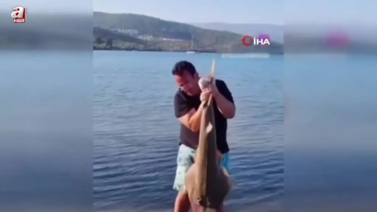 Milas'ta oltaya takılan kemane balığı denize bırakıldı