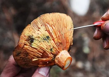 Bir lezzet uğruna riske girmeyin! Bu besin ölüme kadar götürüyor...