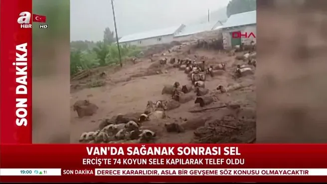Van Erçiş'te sele kapılan 74 koyun telef oldu! O anlar kamerada |Video