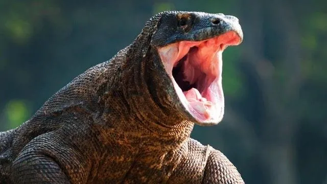 Komodo ejderinin dağ keçisi avı böyle görüntülendi!