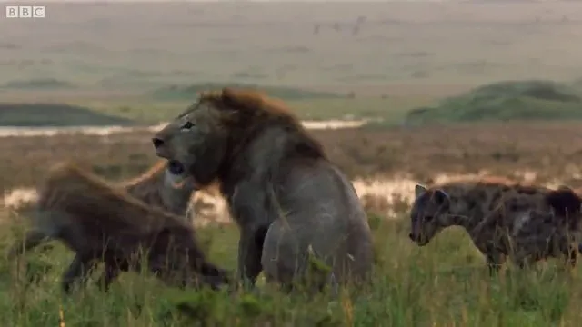 Sırtlanların arasında tek başına kalan aslanın mucize kurtuluşu! Son anda öyle şeyler oldu ki...