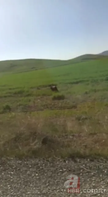 Sürücülerin kabusu oldu! Geceleri ortaya çıkıp yola fırlıyor 6